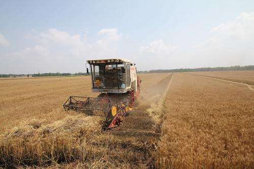 Más de la mitad de la cosecha nacional de trigo