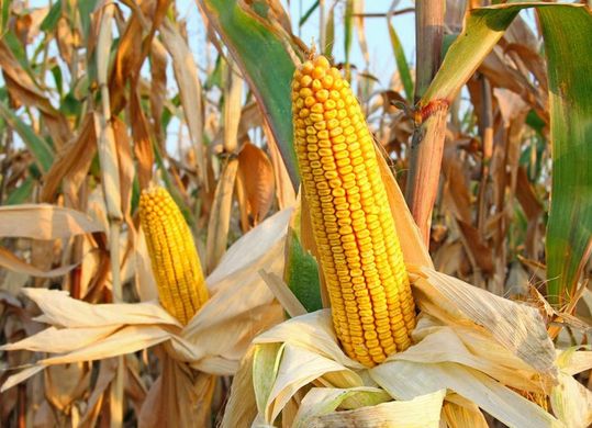 New corn will soon be listed, a variety of channels will broaden sales.