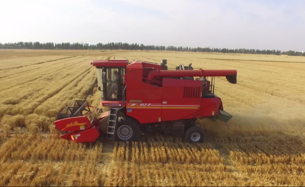 The machine harvest yield of Xinjiang wheat reaches 97.48%